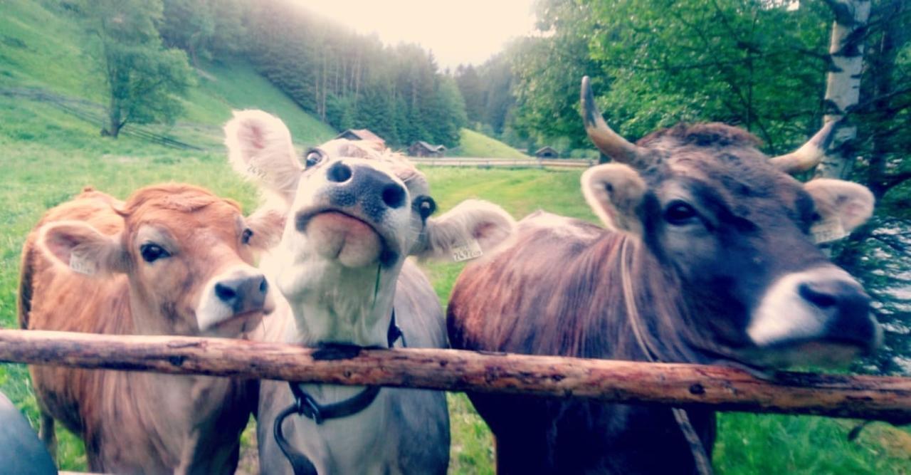 Apart Ferienraich Arzl im Pitztal Eksteriør billede